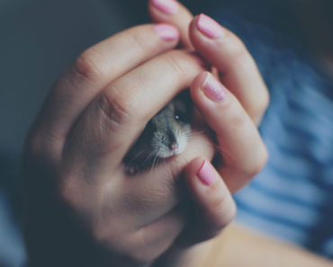 Därför kan du bli smartare av fastehärmande kost